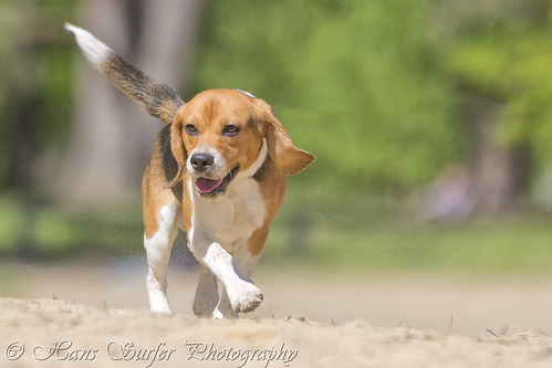 beagle netherlands smilingdog lutterzand 8mounth
