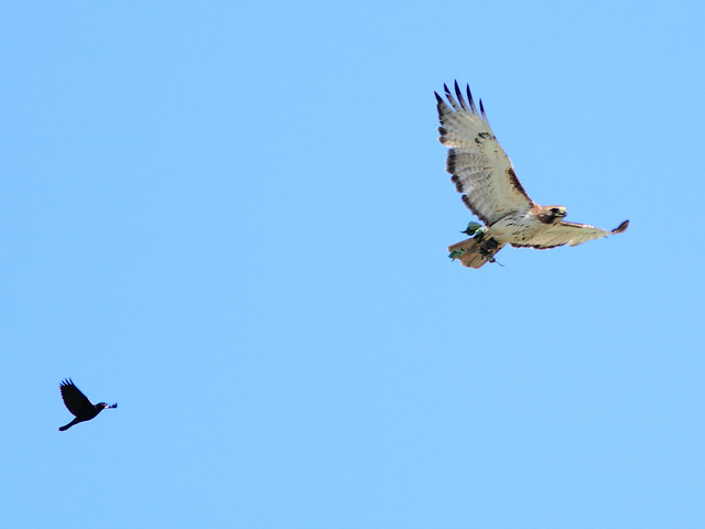 Red-tail pursued by Red-winged Blackbird 04-20150715