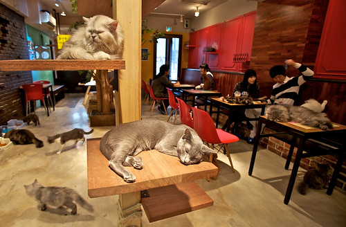 Những quán cafe thú cưng thú vị ở Sài Gòn 20108792736_85d346fd00
