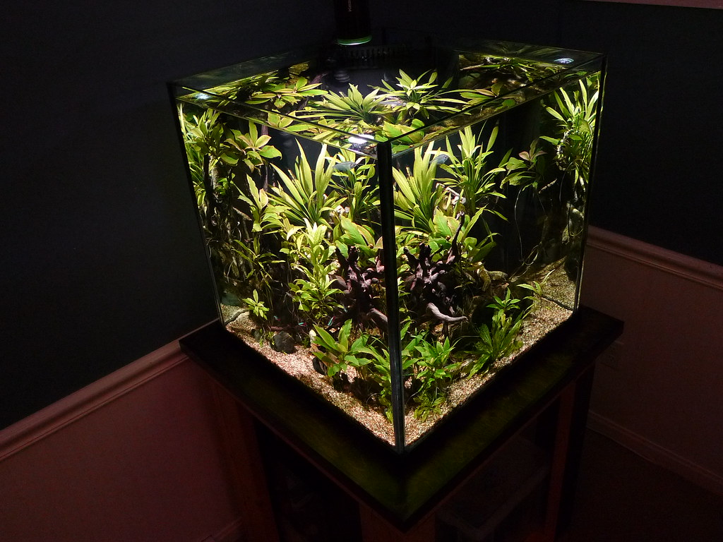 Seapora 60 Gallon Cube Aquarium 24x24x24