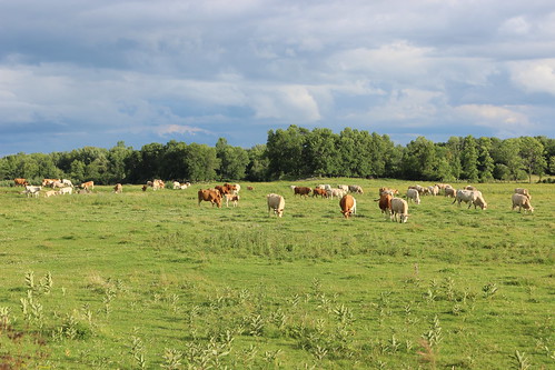 canada field cattle cows quebec québec agriculture grondines