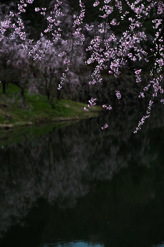 jp 桜 日本 cherryblossoms 木 八重桜 広島県 シダレザクラ 世羅郡 世良甲山ふれあいの里