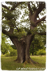Pedunculate Oak

Quercus robur