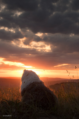 old sunset english clouds germany zonsondergang sheepdog bobtail mosel oldenglishsheepdog sheepdogs oldenglishsheepdogs trittenheim moezel dewollewei sophieandsarah sweetexpression´s