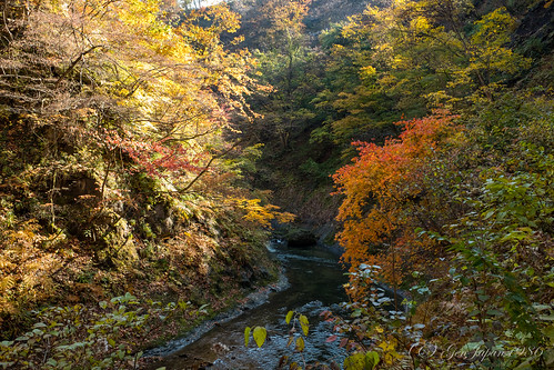 2016 大崎市 宮城県 紅葉 風景 鳴子峡 日本 japan fujifilmx70 miyagi landscape