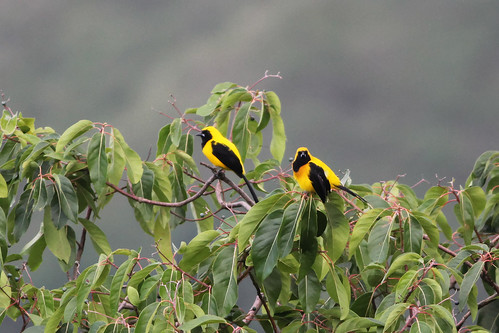 birds birding aves pájaros canopy blackbird passaros icteridae icteruschrysater