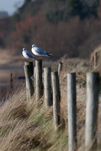 bird winter islandhill newtownards strangfordlough blackheaded gull fence