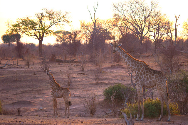Mam and baby giraffe