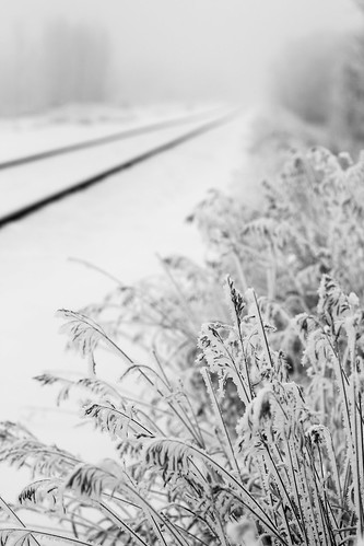 frost frosty grass train tracks railway rail railroad bw blackandwhite travel transportation fog foggy landscape outdoor stalbert alberta yeg
