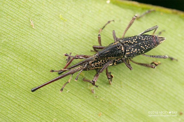 Weevils (Curculionidae) - DSC_3954
