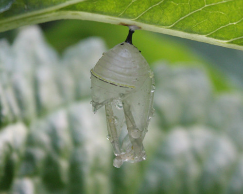 monarch chrysalis after butterfly emerged