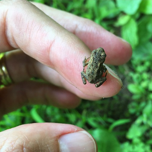 A very tiny toad