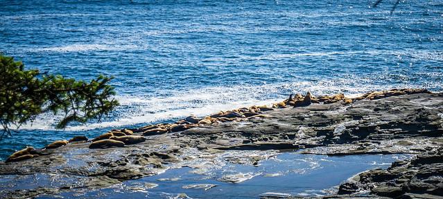 Sea Lion Haul-Out Rock