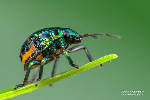 Shield-backed bug (Scutelleridae) - DSC_1243