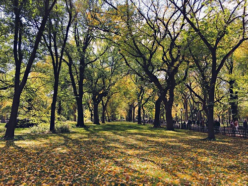 newyork nyc manhattan yellow leaves fall autumn centralpark urban street camillelacroix