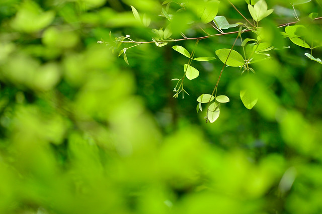 ツクシハギ　Japanese bush clover