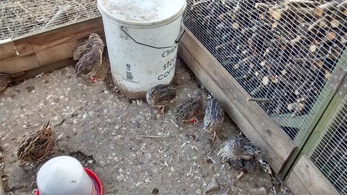quail July 15 1