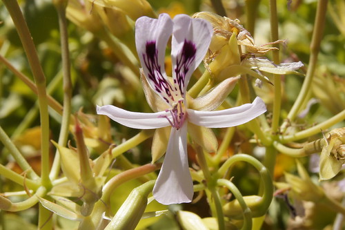 P. spinosum, flower