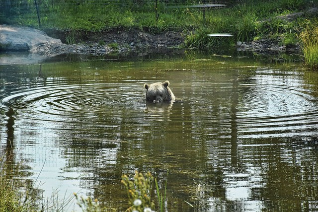 Bear World Bear in Water