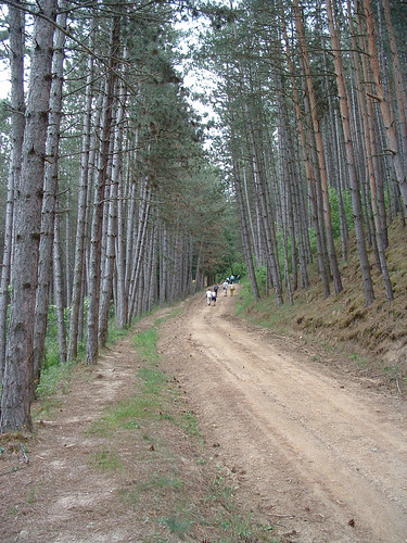 románia romania transylvania erdély kárpátok carpathians tájkép landscape természet nature erdő forest