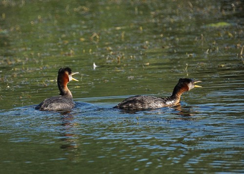 Red-necked grebes