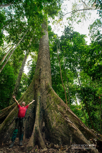 World's tallest tropical tree (Shorea faguetiana) - DSC_4873
