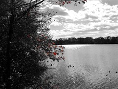 Wantagh - Twin Lakes Preserve - Autumn (100)