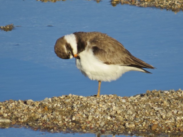 Semipalmated Plover at the El Paso Sewage Treatment Center in Woodford County, IL 17