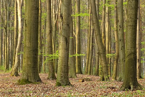 trees nature forest spring poland polska lodzkie łódzkie parkkrajobrazowywzniesieńłódzkich paprotnia