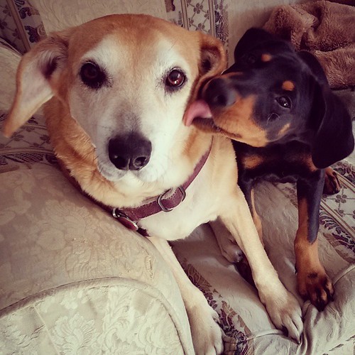 Sisterly love is the best ❤😊💜💋#dogsofinstagram #puppiesofinstagram #houndmix #dobermanmix #seniordog #instapuppy #rescuedpuppiesofinstagram #ilovemydogs #puppylove #dogkisses #instadog #muttstagram
