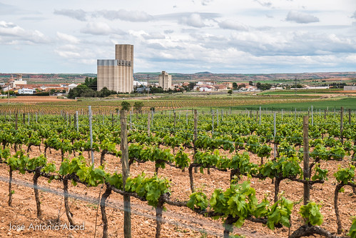españa naturaleza nature vineyard spain viña paisaje zaragoza lanscape viñedo aragón pública cariñena joséantonioabad