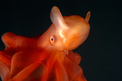生活在大西洋800公尺深處的Cirrate Octopod。攝影：David Shale。WWF提供。