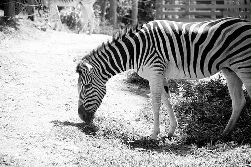 zoologico zoo pomerode zoopomerode zoologicopomerode animais zebra