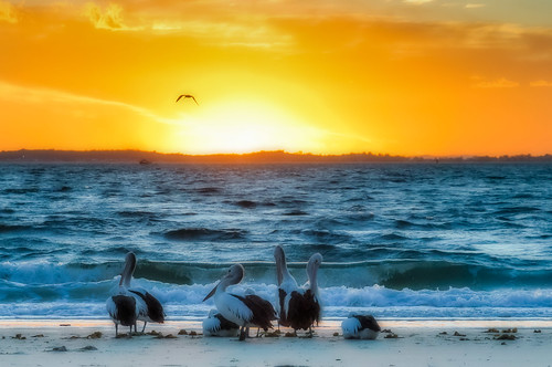 littlebeach pelicans nelsonbay sunset ortoneffect ngc