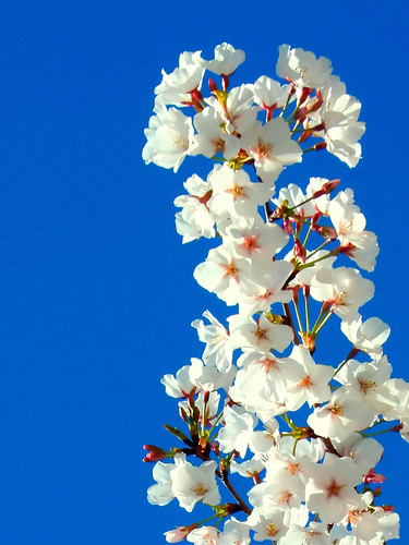 flower festival georgia landscape outside march spring bluesky 2006 cherryblossom macon