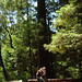 rachel and nick on a redwood bench in the la honda playbowl   dscf8666