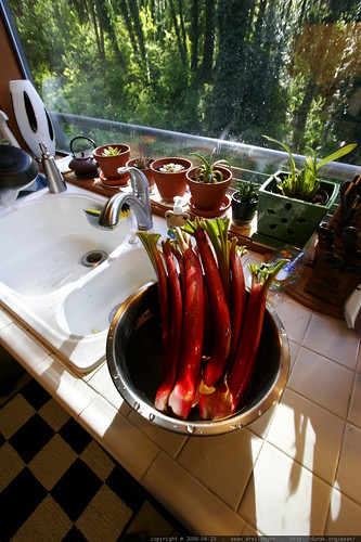 rhubarb on the kitchen counter    MG 4015