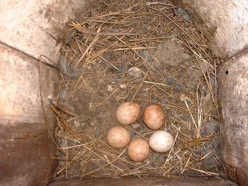 Kestrel Eggs