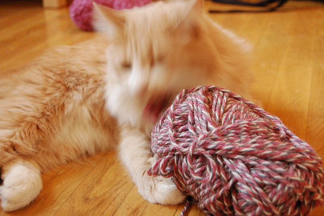 The yarn eating cat