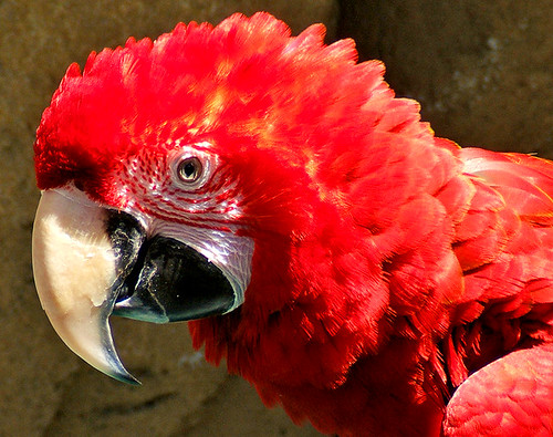 bird animals zoo aquarium macaw tacomawa featheryfriday pointdefiancezooandaquarium shesnuckinfuts