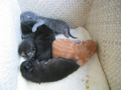 Kittens   different angle 