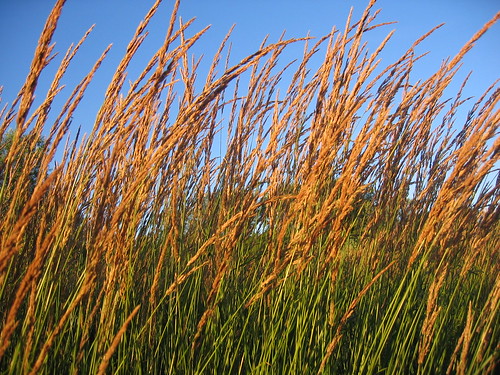 sky grass topbar