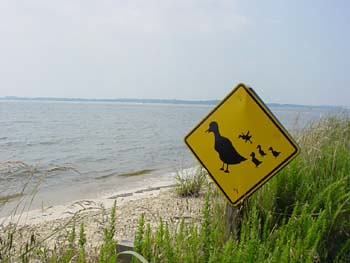 signs beach water landscape maryland chesapeake