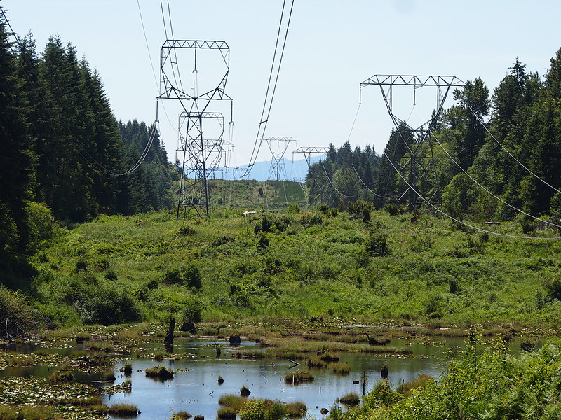 Power Lines and Pond