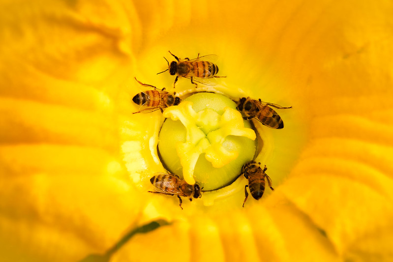 Squash flower & bees 2