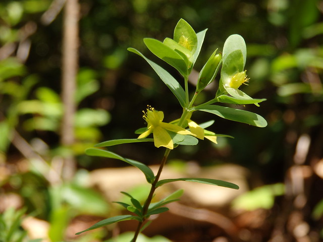 St. Andrew's cross (Hypericum hypericoides) Linville Gorge