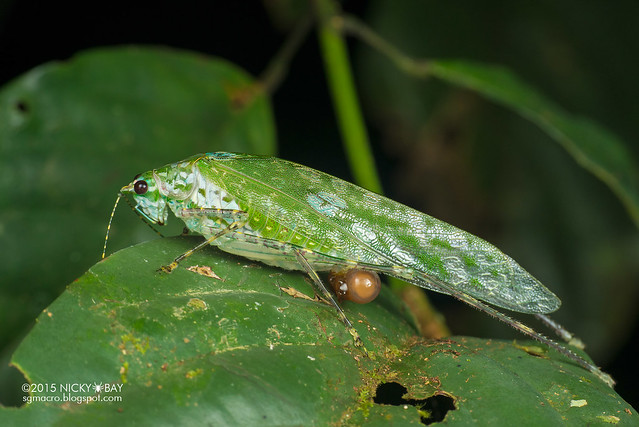Katydid (Tettigoniidae) - DSC_5126