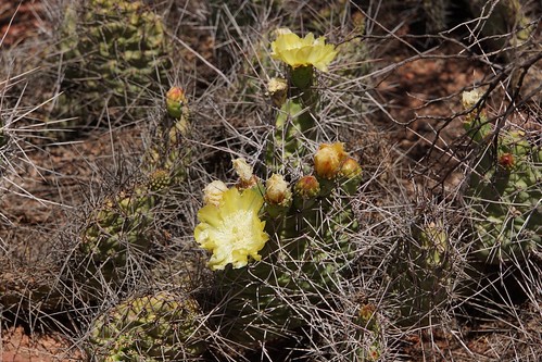 argentinien cacti cactus cuestademiranda fnrrb3344 ka4879s kakteen kaktus larioja opuntia rb3344 standort sulphurea