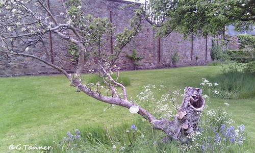 Melrose Priorwood Garden