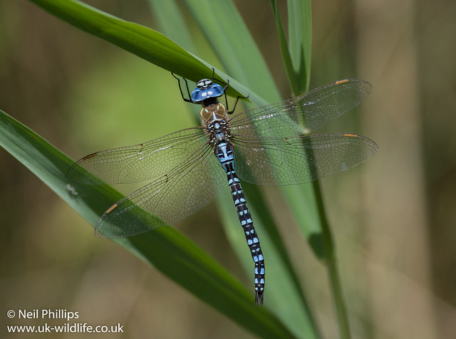 Southern migrant hawker